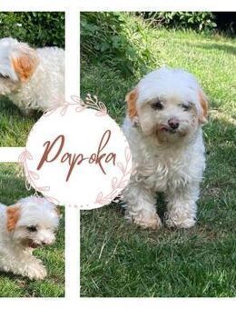 PAPOKA PP Bestager sucht seine Familie - Neustadt (Rübenberge)
