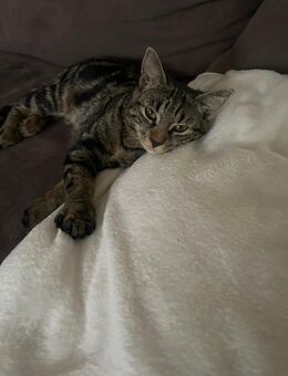 Junges Katzenmädchen - Hannover