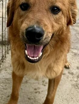 WILSON - lebenslustig und neugierig - Weilheim (Oberbayern)