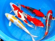 Koi,Teichfische,Besatzfische,Biotopfische,Störe uvm // Fischfarm Eske - Tastrup