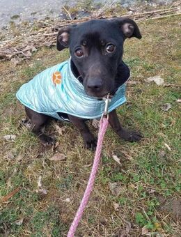 Robi sucht ein gemütliches Körbchen - Remagen