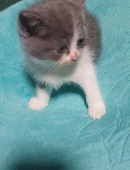 4 BKH Kitten sofort auszugsbereit - Marl (Nordrhein-Westfalen)