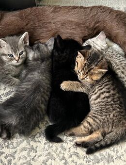 Zuckersüßes einmaliges reinrassiges BKH-Kitten, black tabby - Bad Honnef