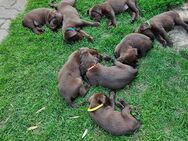Labrador Weimaraner Mischlinge suchen ein liebevolles zu Hause - Petersberg (Sachsen-Anhalt)