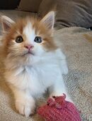 Maine Coon Kitten ( Kater ) vom 16.07.2025 suchen ein liebevolles Zuhause in 41199