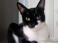 🆘 Notfall 🆘 wunderschöne Aya❤️ - Eislingen (Fils)