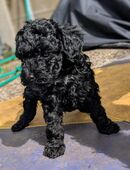 Toypudel Welpen braun, Cafe auf lait, blau, Silber, schwarz, mit Papieren in 24146