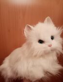 Katze zum Spielen od. Sammeln, Haushalt I. Modeschmuck in 95502