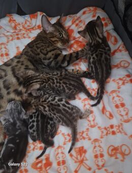 Bengal Kitten geboren 29.06.2025 - Hamburg