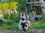 Babykatze mit Mama suchen Zuhause - Westerheim (Bayern)