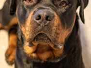 Rottweiler sucht Zuhause ❤️ - Bamberg