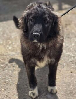 Wunderschöne *Yona* ist ein Traum - Overath