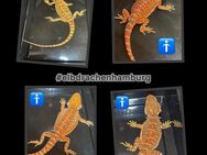 Bartagamen (pogona vitticeps) 25% Monster red NZ 7/2024 - Hamburg Wandsbek