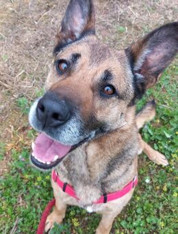 Traumhündin Lisa in PLZ 74427 - Aichwald