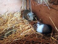 Meerschweinchen Mädels abzugeben! - Frauenstein Zentrum