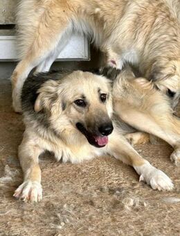 Wer verliebt sich in die liebe Kenai ❤️ - Großefehn