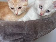 Flauschslarm! Unser Kitten möchte dein Herz erobern! - Saarbrücken