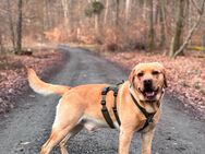 Labrador Deckrüde KEIN Verkauf! - Taunusstein