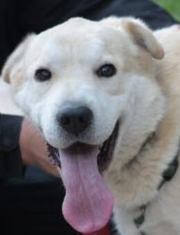 Yukka - freundlich & verschmust - Lohmar