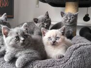 BKH Kitten in Blau ab 18.06.25 Auszugsbereit - Hamburg Bergedorf