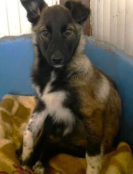 Wunderschöne Kiwi - Alfdorf