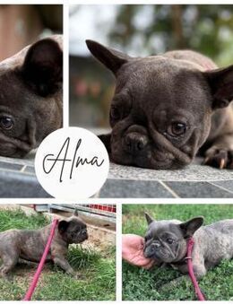 ALMA PP Sanftes Mädchen sucht Liebe - Neustadt (Rübenberge)