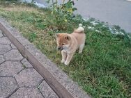 Shiba inu Welpen - Knetzgau