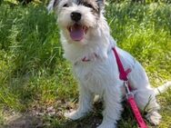 Gina verliert ihr Zuhause/PLZ 53119 Bonn - Dreikirchen