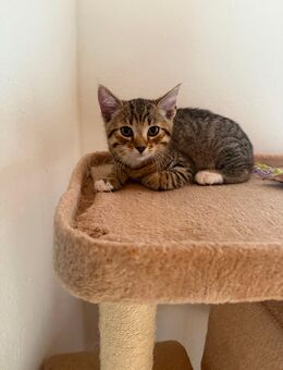 Tabby Kitten - Linnich