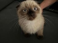 Birma&BKH Mix kitten/ Baby - Mönchengladbach