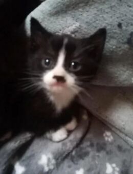 Kitten, Katzenbaby, Hauskatze - Mönchengladbach