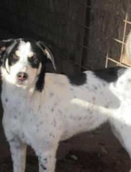 Belani, die Ruhige 🐾 - Elsdorf (Nordrhein-Westfalen)