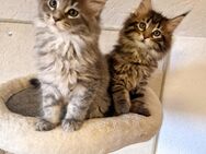 Maine Coon Kitten . - Nienburg (Weser)