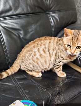 Bengal Mädchen - Lindwedel