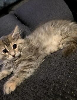 Maine Coon Mädchen sucht ein neues Zuhause - Orenhofen