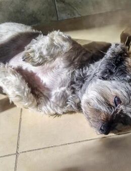 Bella, sehr liebe Maus sucht ein Zuhause - Köln