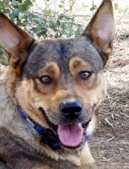 Iliana, verschmust und menschenbezogen - Sehnde