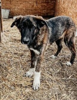 Junghund Carlo 💕 - Kallmünz