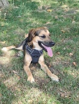 Marty sucht liebevolles zu Hause... - Hagen (Stadt der FernUniversität)