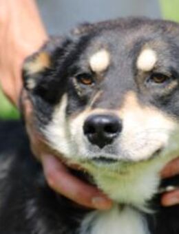 Buta - sehr kinderlieb u. verspielt - Lohra