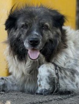 Reneé - die Menschenbezogene 🐾 - Elsdorf (Nordrhein-Westfalen)