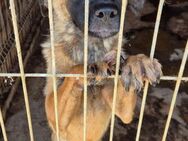 Dafne ist eine sehr liebe Hündin 🐾 - Elsdorf (Nordrhein-Westfalen)