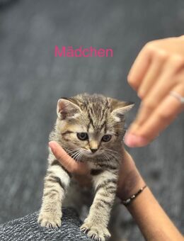 Katzenbabys - Nürnberg