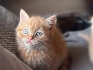 Perser Babys kitten katzenbabys abzugeben - Wuppertal