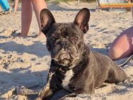 Französische Bulldogge - Halberstadt