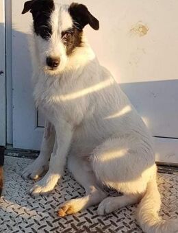 Nemo - freundlicher Rüde sucht Zuhause - Winsen (Aller)