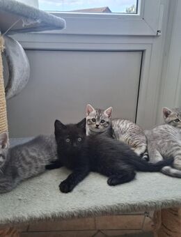reinrassige Britisch Kurzhaar Kitten/BKH suchen liebevolles Zuhause (noch 2 frei) - Bad Füssing