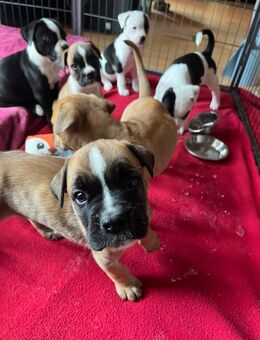 Kleine Rasselbande sucht liebevolles Neues Heim - Bovenden