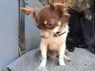 Chihuahua Rüde Braun/Weiß 7 Monate - Berkenthin