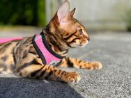 Reinrassige Bengal Deckkater Xxl Rosetten - Krumbach (Schwaben)